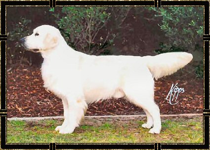 Champdogs golden deals retriever breeders